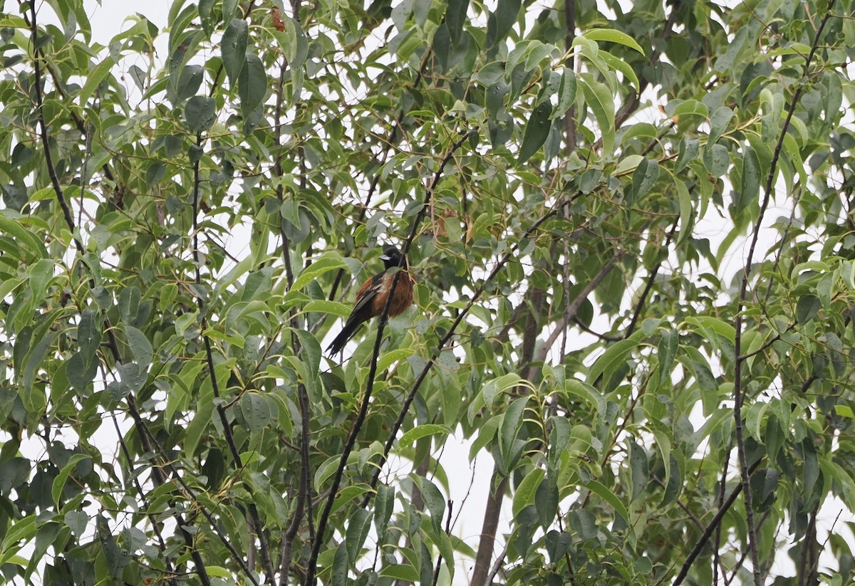 Orchard Oriole - ML620990400
