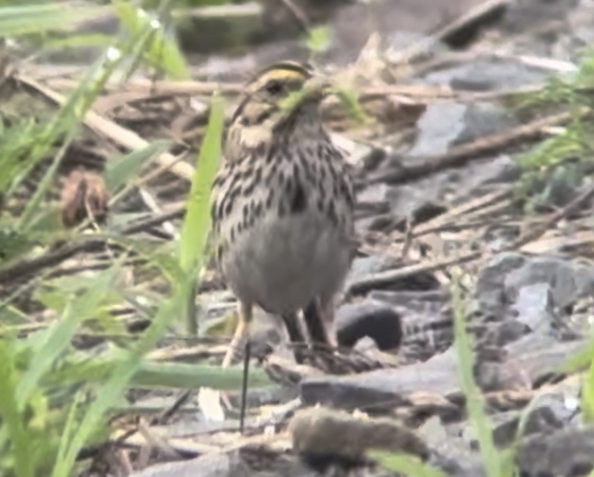 Savannah Sparrow - ML620990404