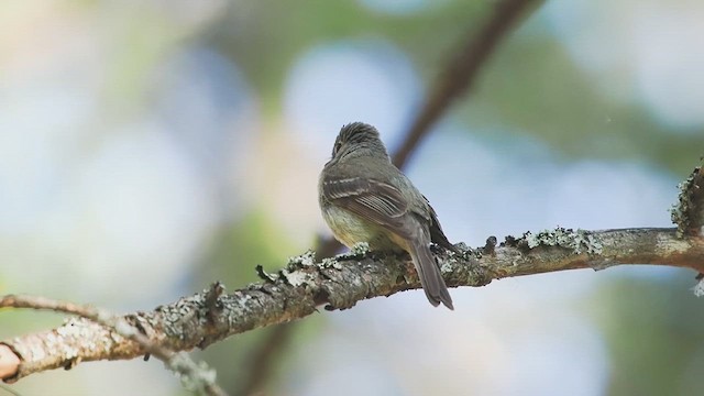 Hammond's Flycatcher - ML620990418