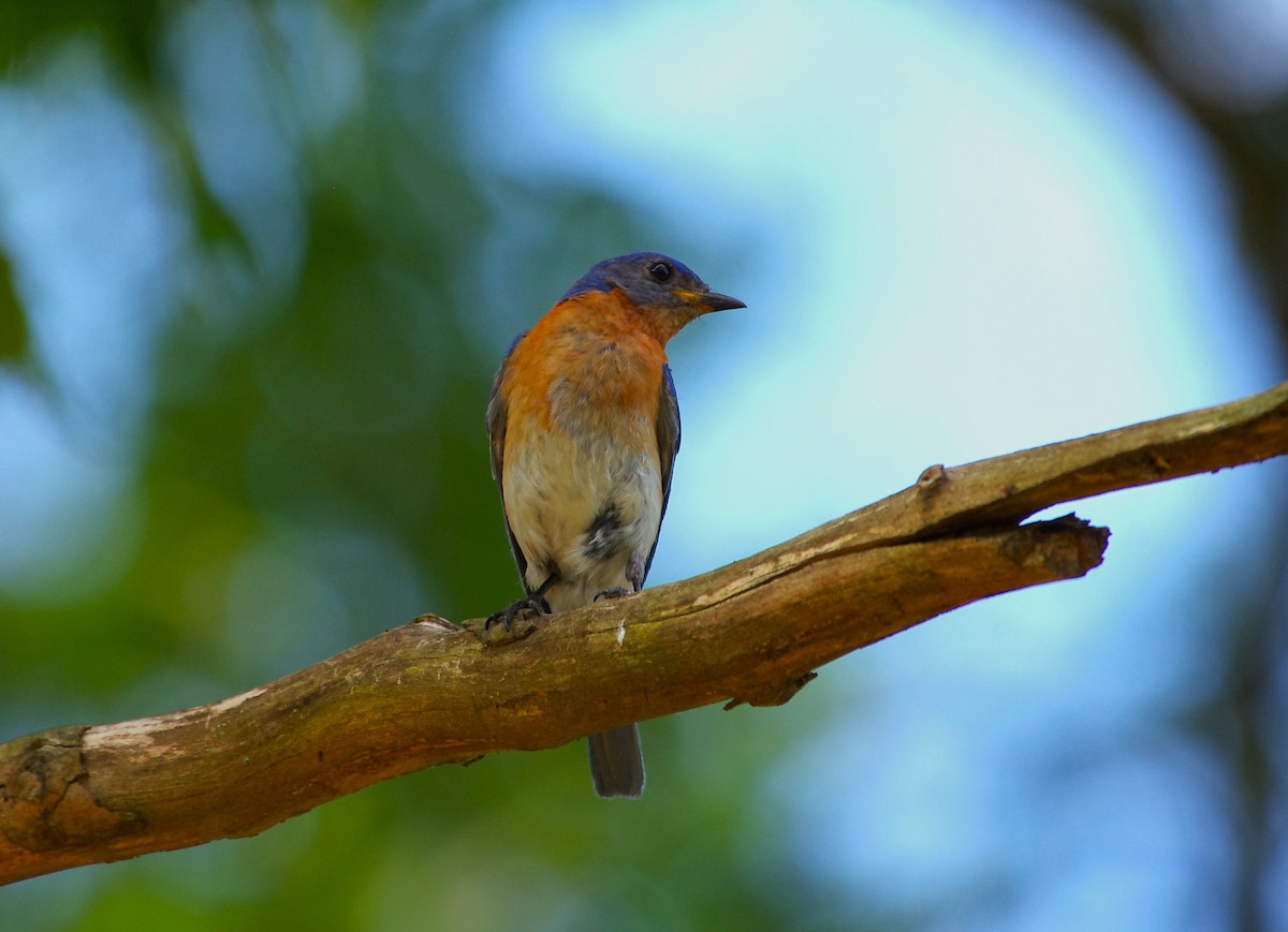 Eastern Bluebird - chuck gehringer