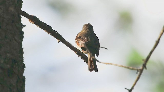 Hammond's Flycatcher - ML620990465