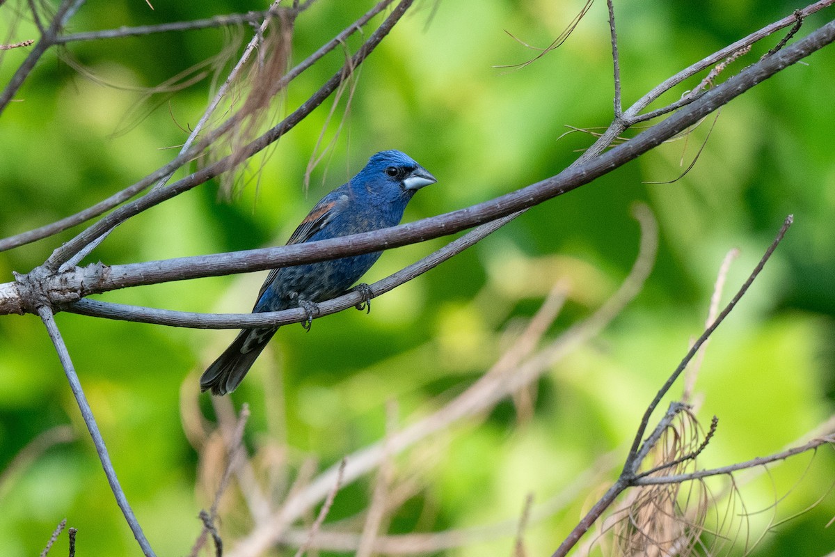 Blue Grosbeak - ML620990496
