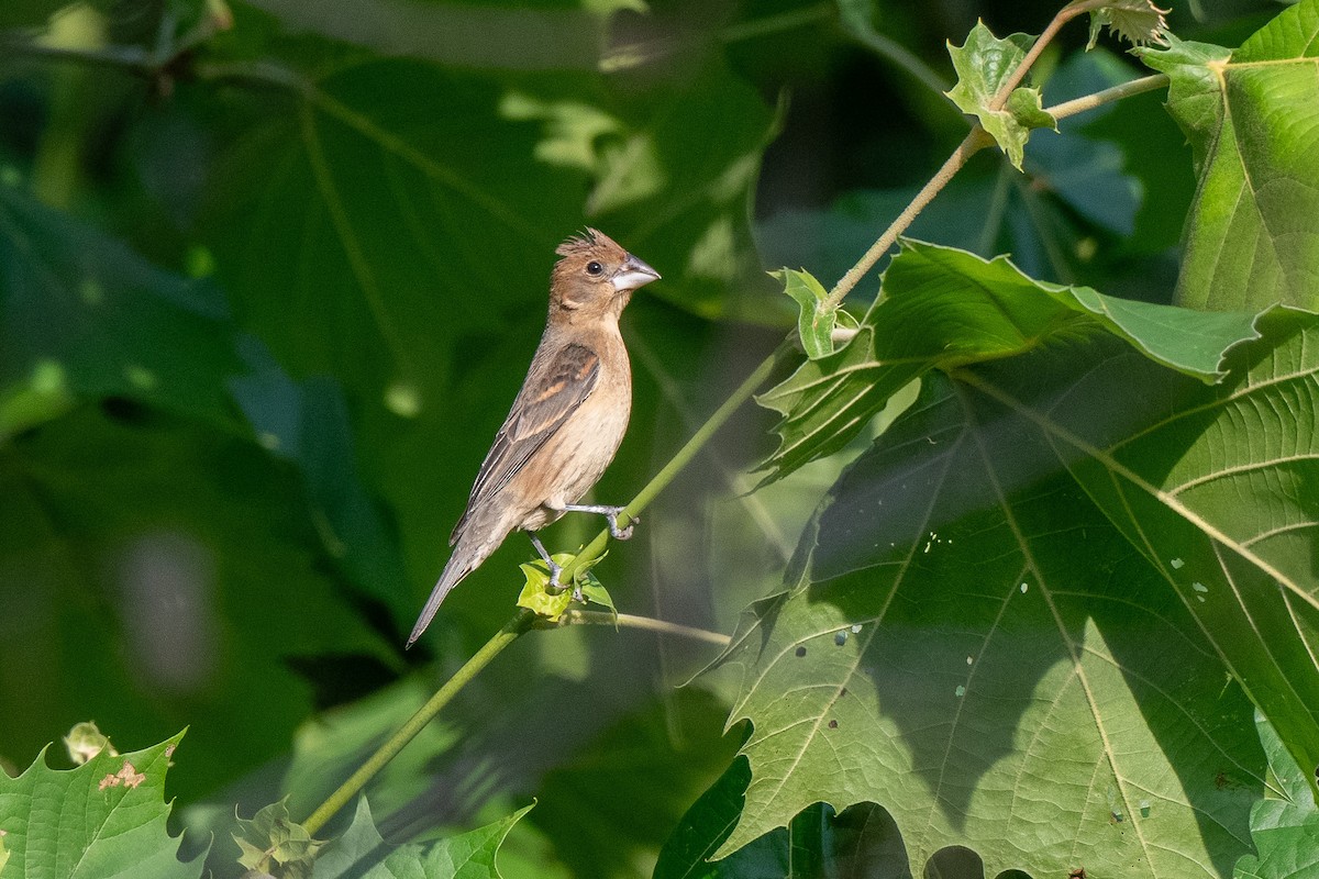 Blue Grosbeak - ML620990499