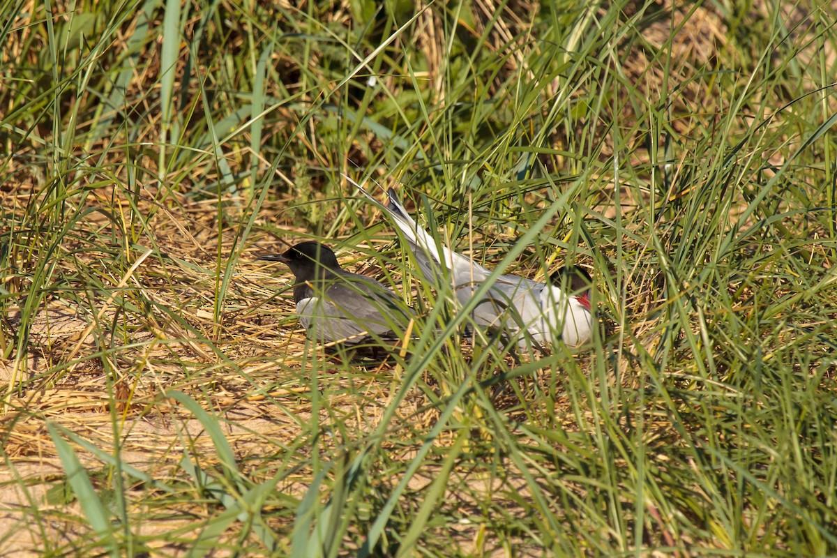 Black Tern (American) - ML620990503