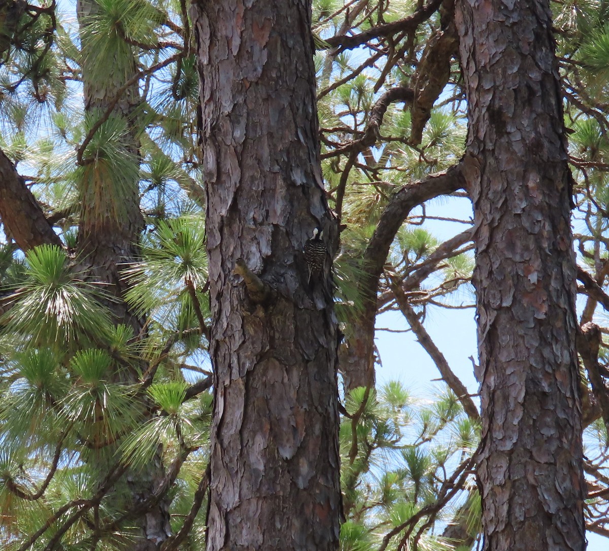 strakapoud kokardový - ML620990513