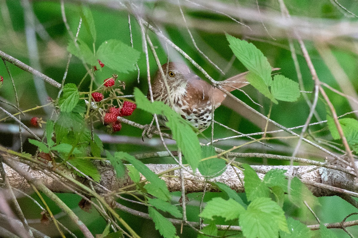 Brown Thrasher - ML620990514
