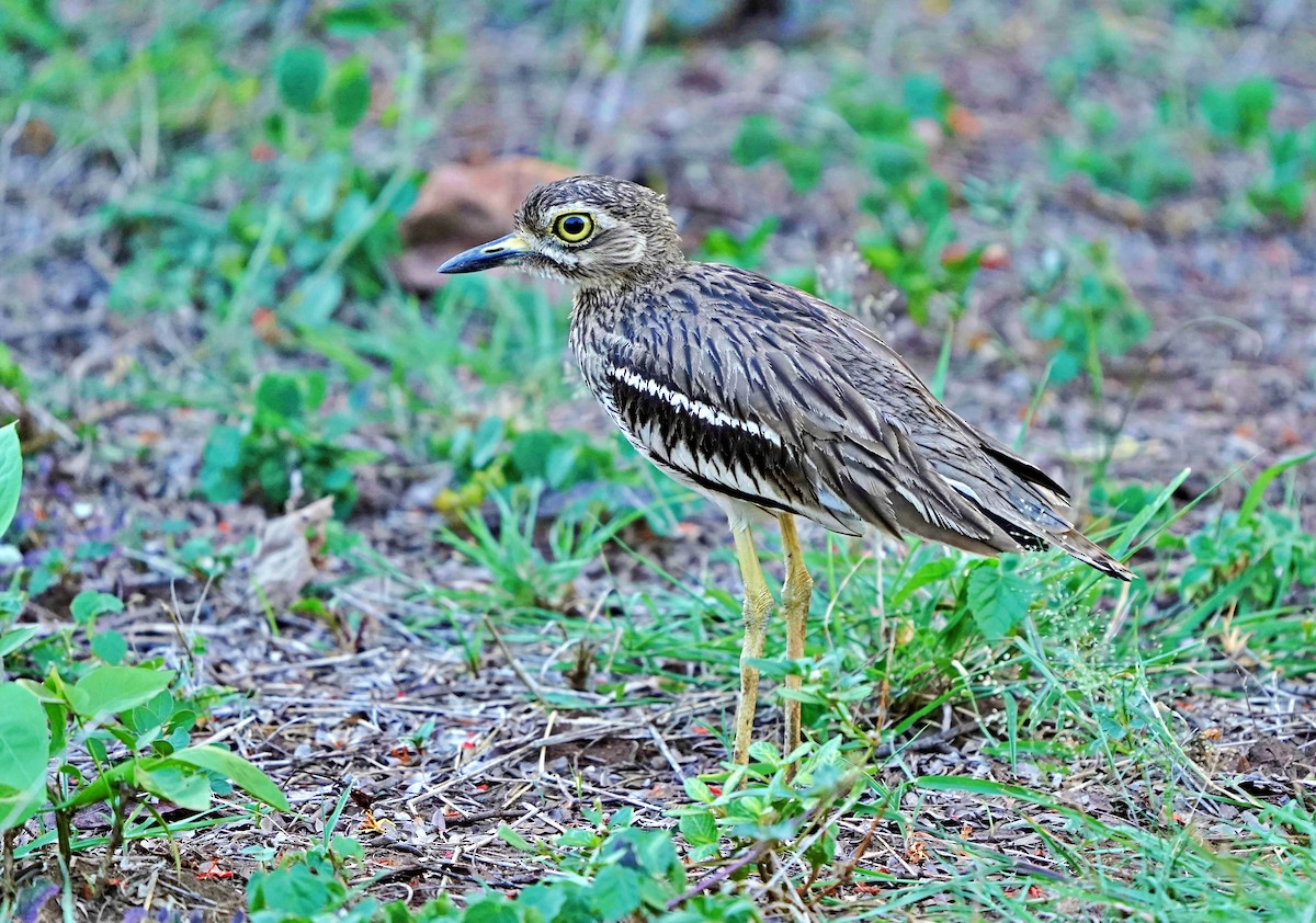 Indian Thick-knee - ML620990526