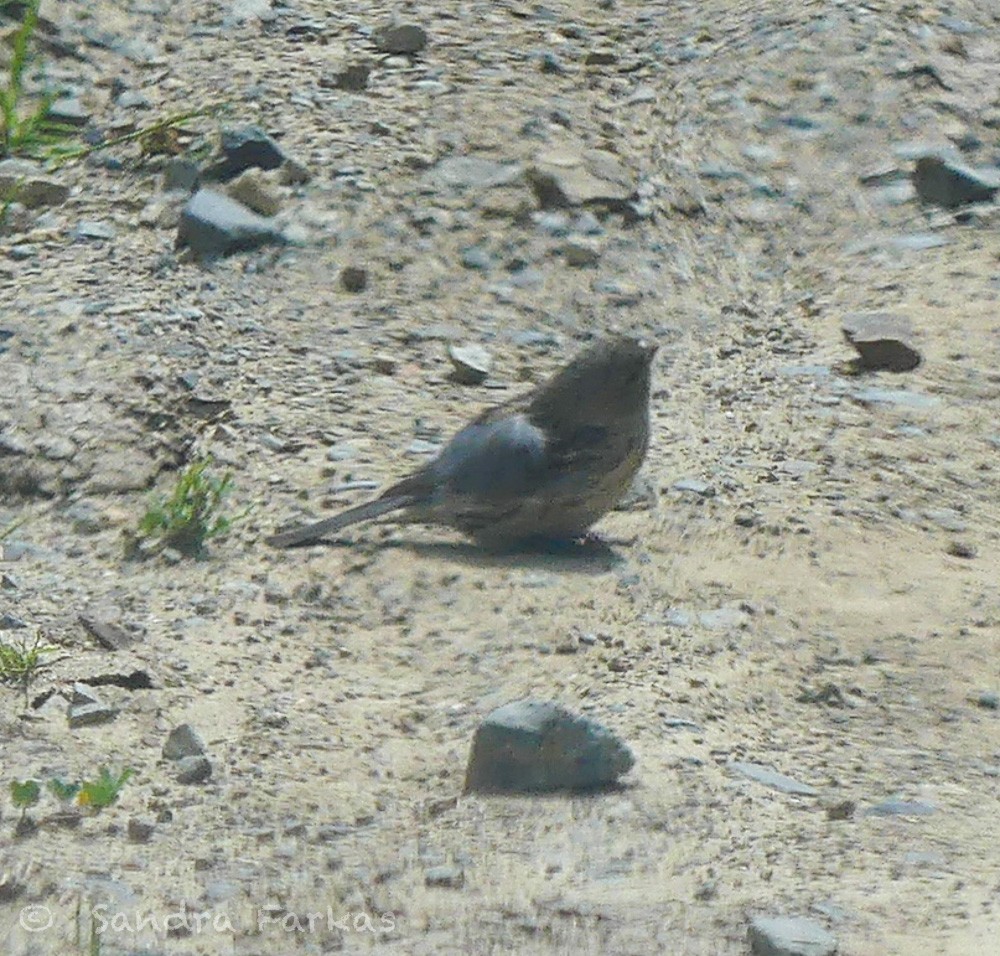 Plain-colored Seedeater - ML620990563