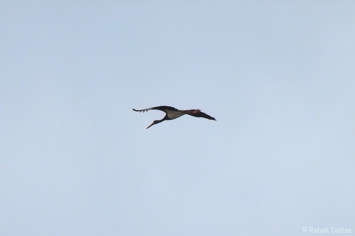 Black Stork - ML620990567