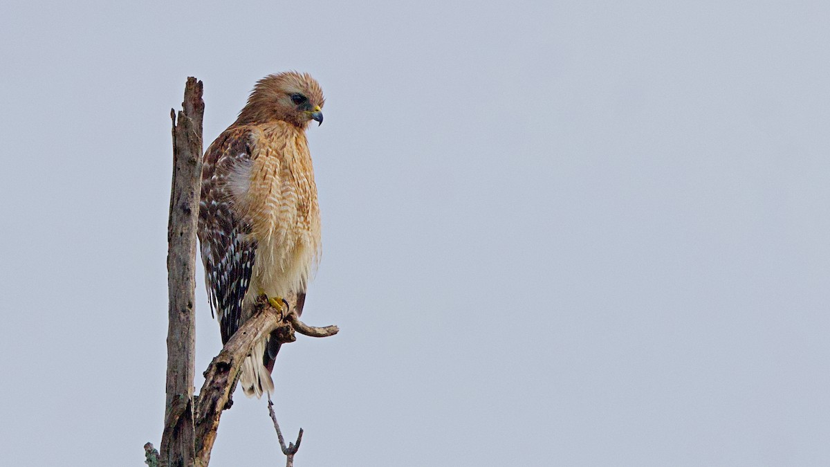 Red-tailed Hawk - ML620990578