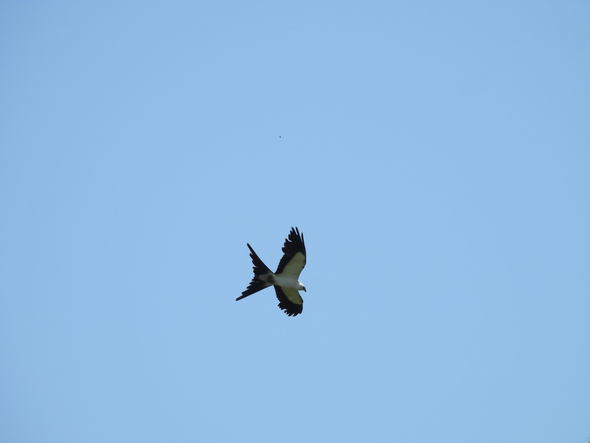 Swallow-tailed Kite - ML620990619