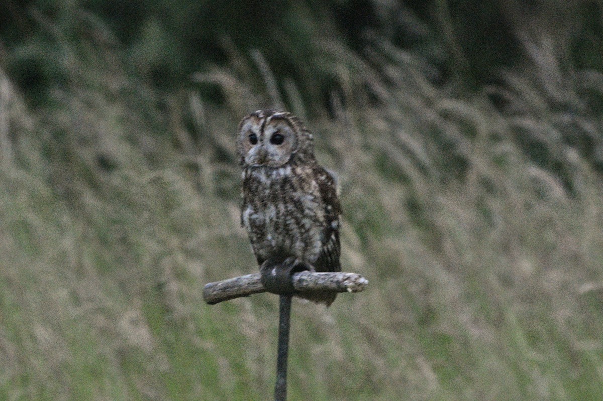 Tawny Owl - ML620990641