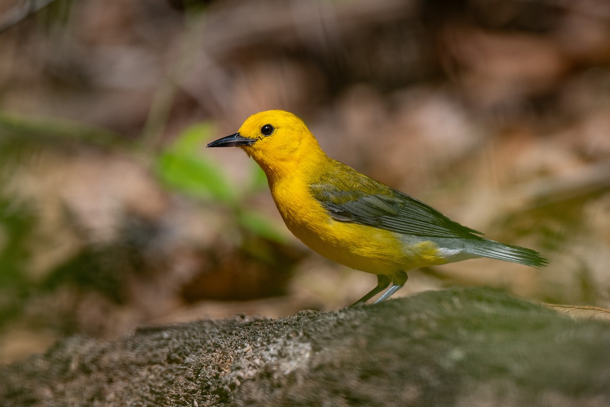 Prothonotary Warbler - ML620990642