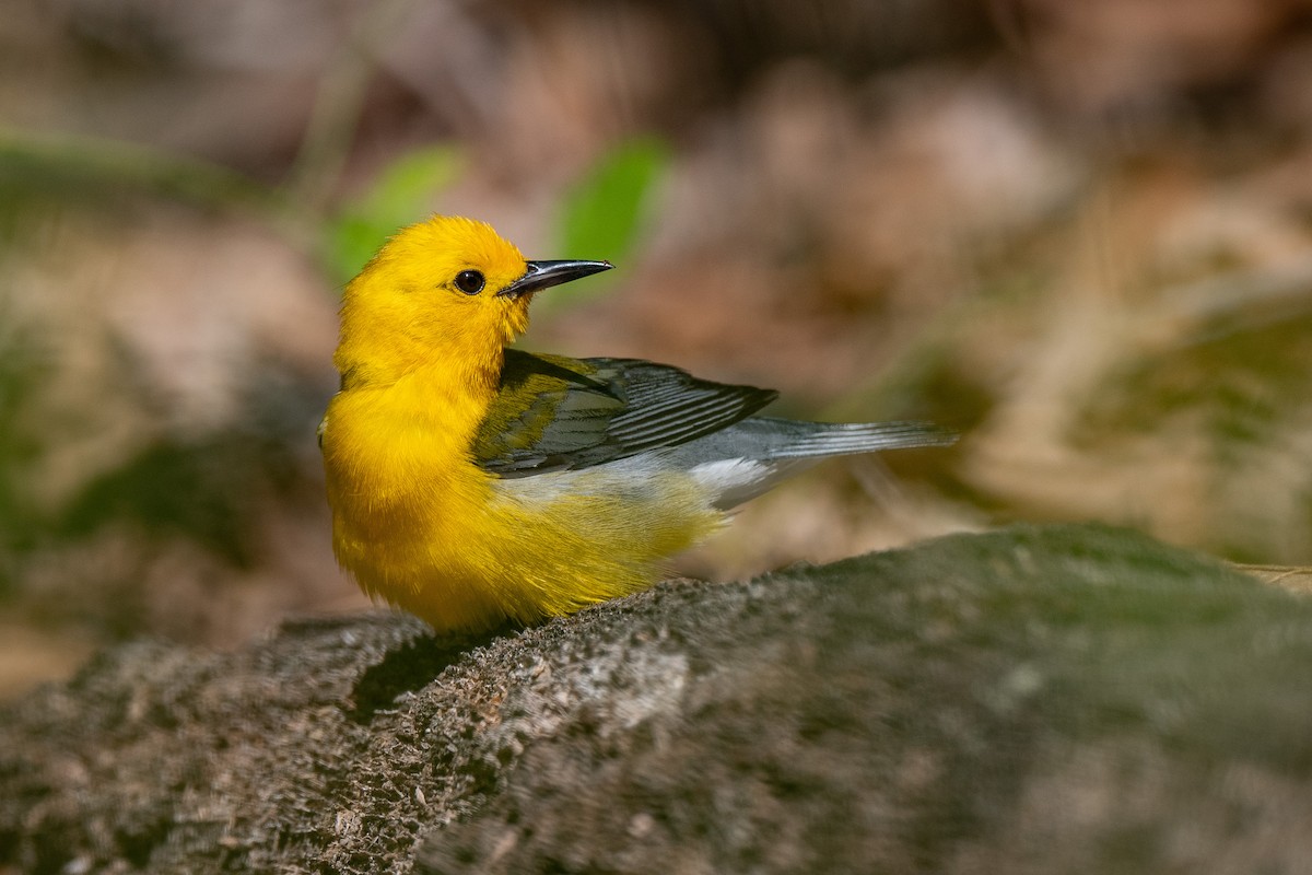 Prothonotary Warbler - ML620990643