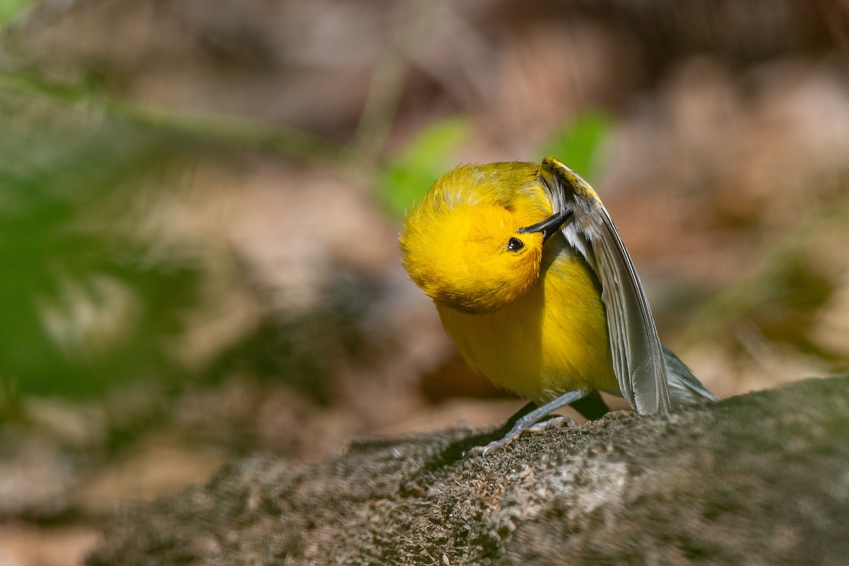 Prothonotary Warbler - ML620990644