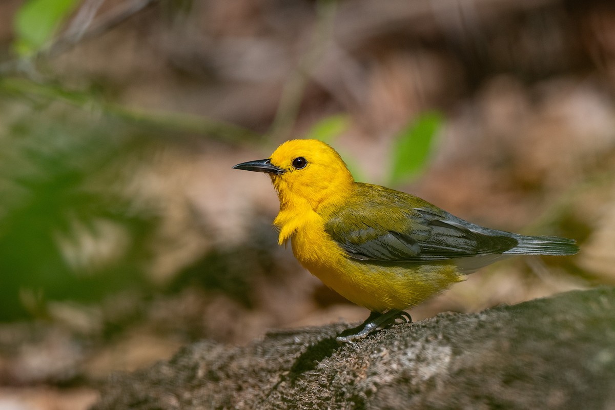 Prothonotary Warbler - ML620990645