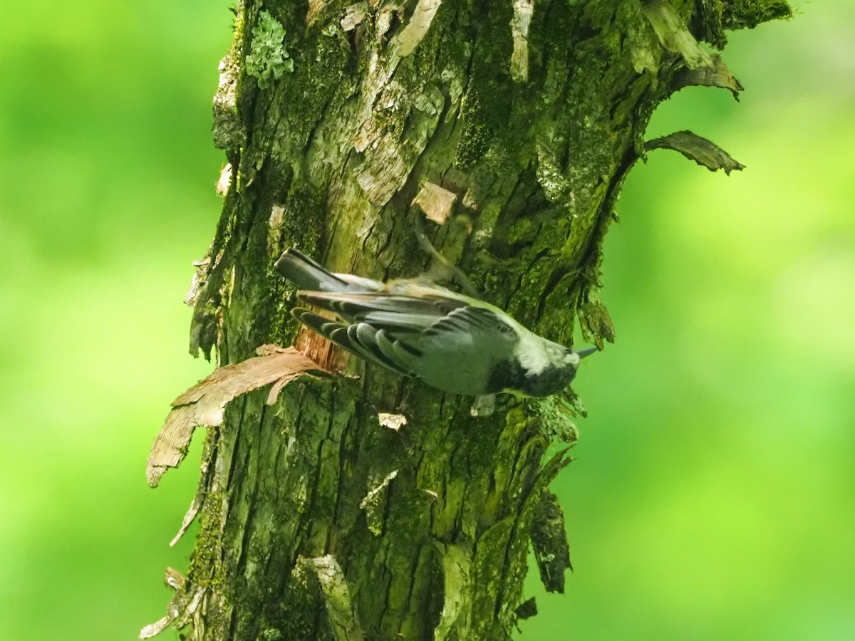 White-breasted Nuthatch (Eastern) - ML620990663