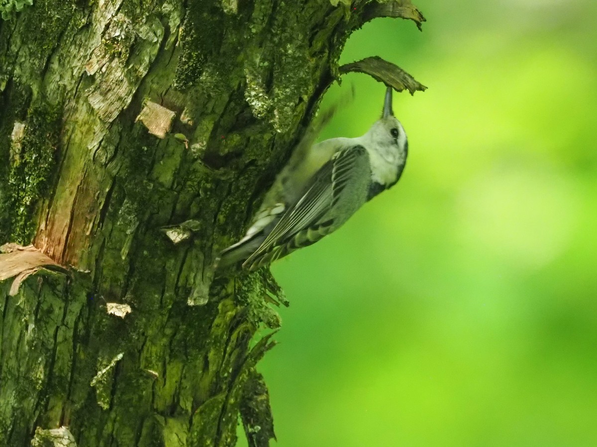 White-breasted Nuthatch (Eastern) - ML620990664