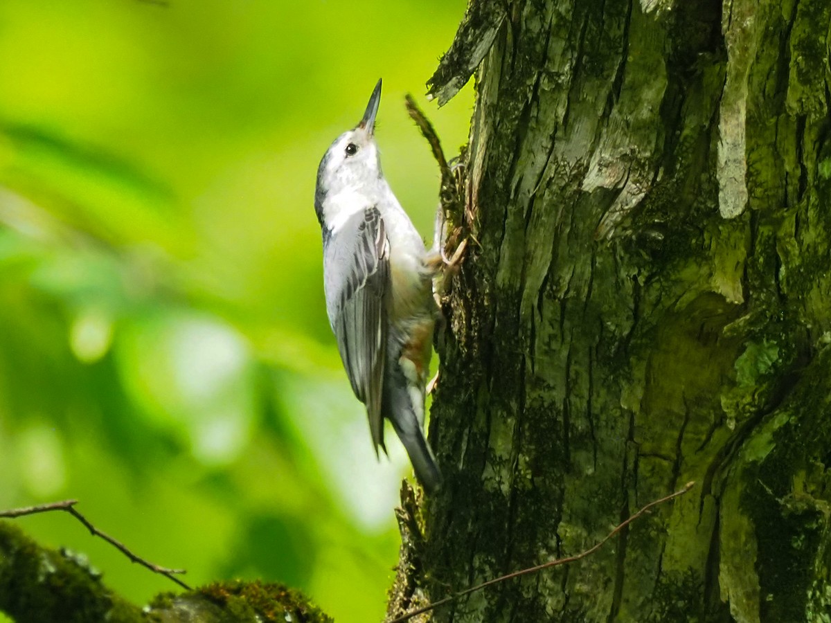 White-breasted Nuthatch (Eastern) - ML620990665