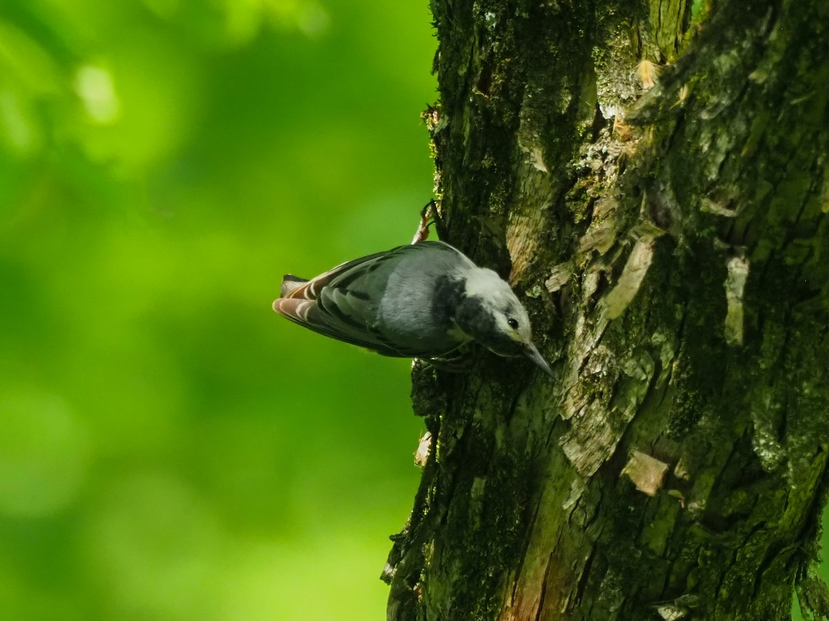 White-breasted Nuthatch (Eastern) - ML620990666