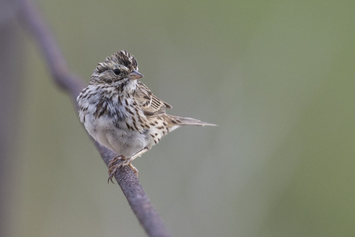Savannah Sparrow (Savannah) - ML620990668