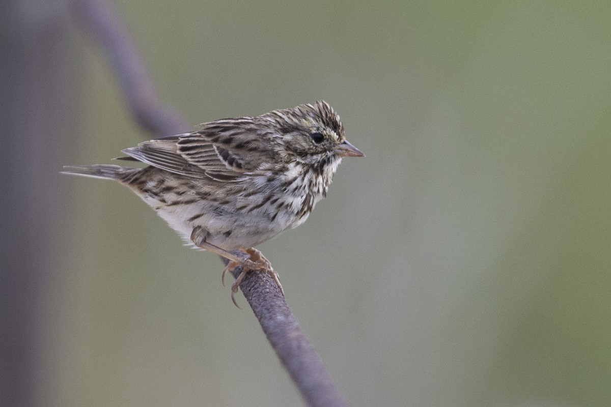 Savannah Sparrow (Savannah) - ML620990669