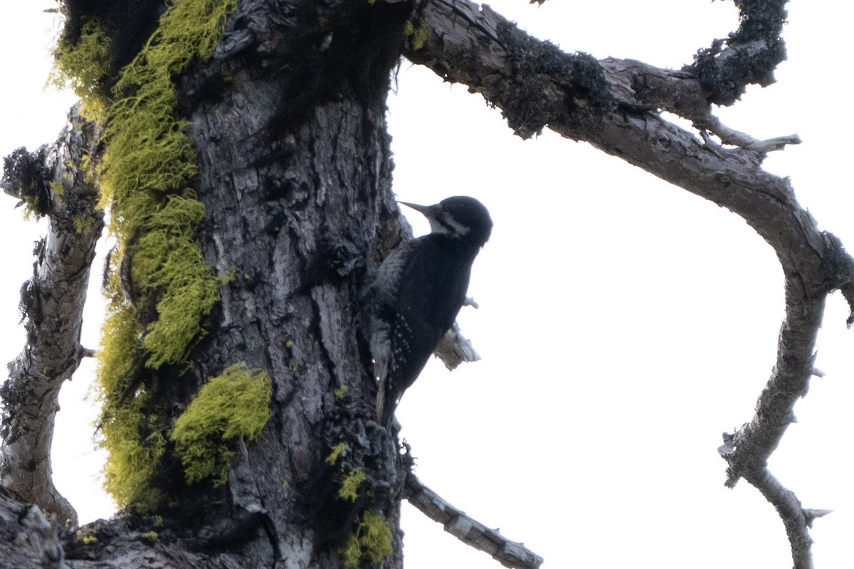 Black-backed Woodpecker - ML620990724