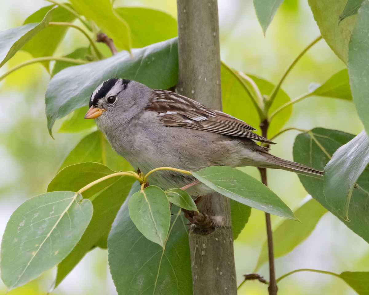 White-crowned Sparrow (Gambel's) - ML620990729