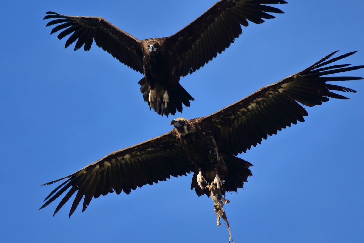 Cinereous Vulture - ML620990730
