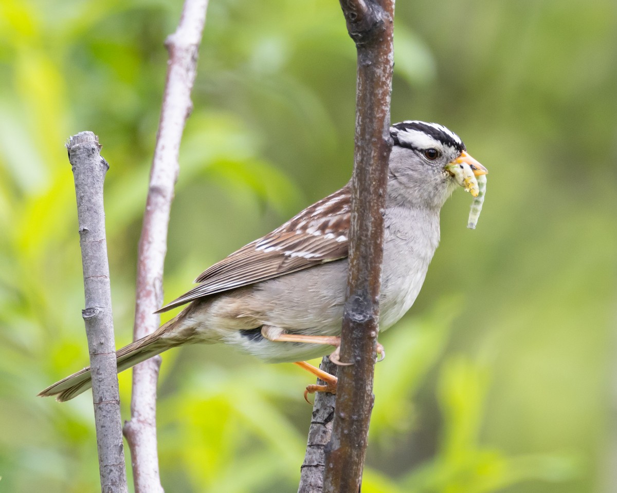 White-crowned Sparrow (Gambel's) - ML620990741