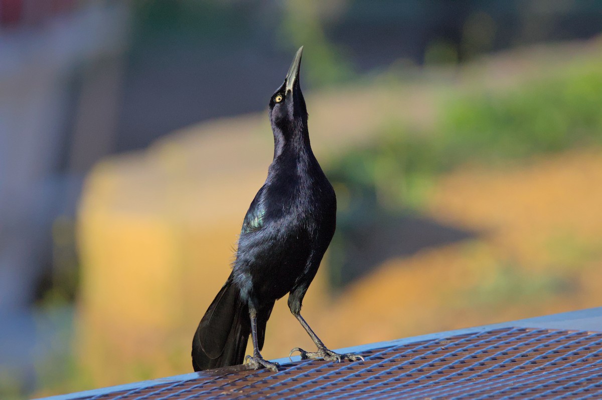 Great-tailed Grackle - ML620990758