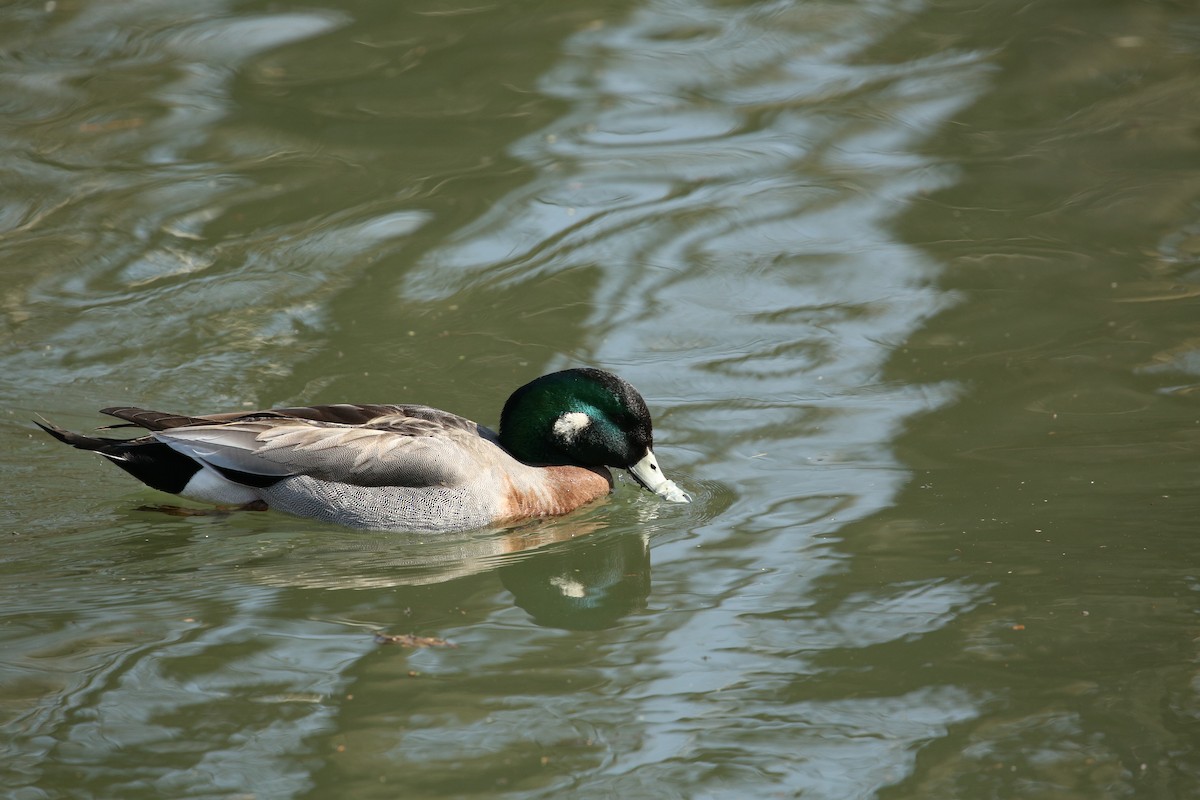 Mallard x Northern Pintail (hybrid) - ML620990759