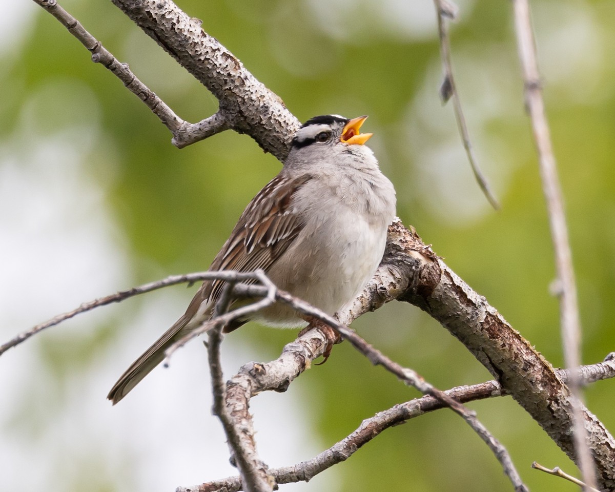 White-crowned Sparrow - ML620990787