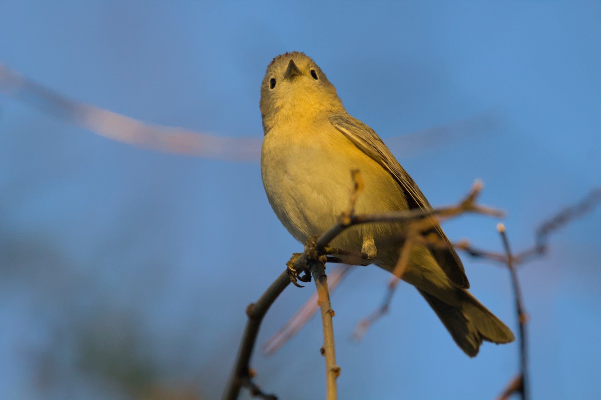 Lucy's Warbler - ML620990790