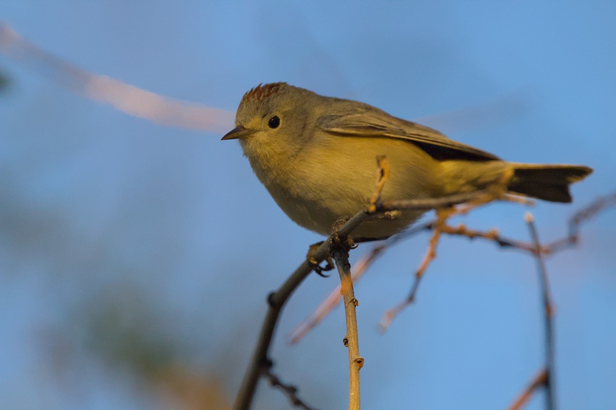 Lucy's Warbler - ML620990791