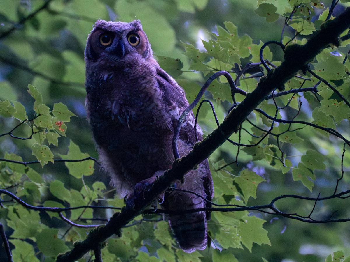 Great Horned Owl - ML620990796