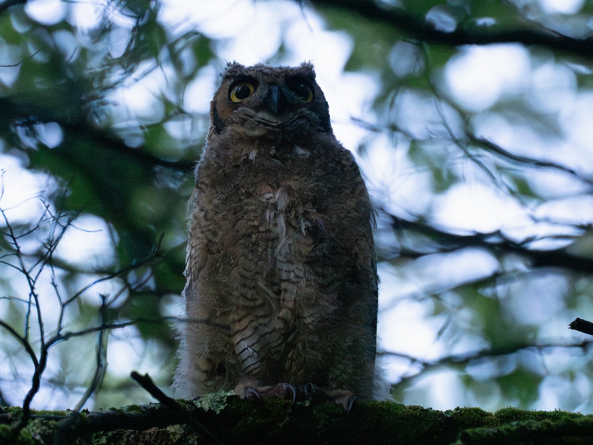 Great Horned Owl - ML620990797