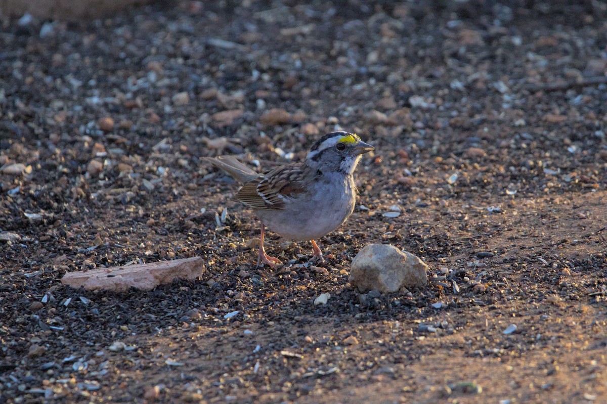 White-throated Sparrow - ML620990798