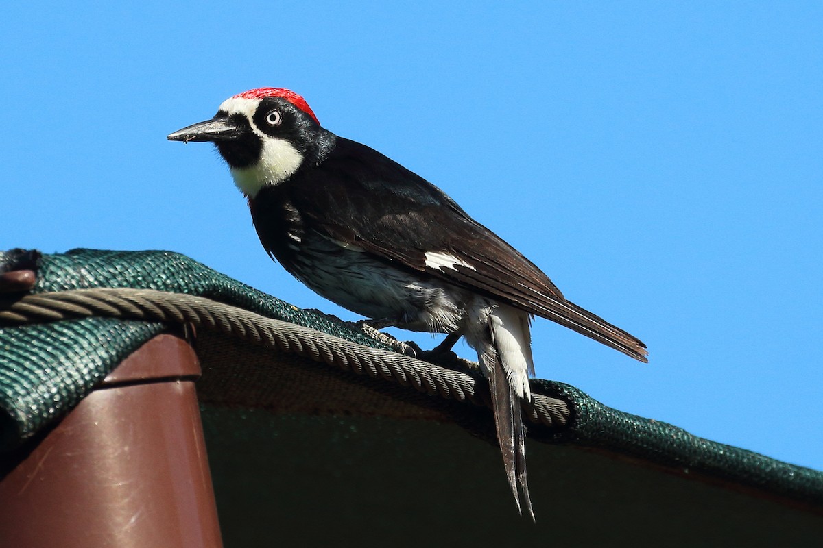 Acorn Woodpecker - ML620990827