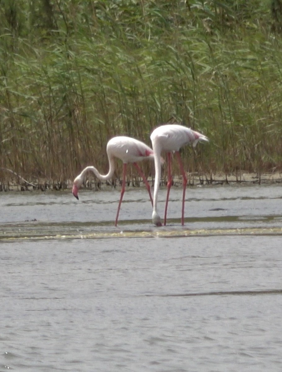 Greater Flamingo - ML620990832
