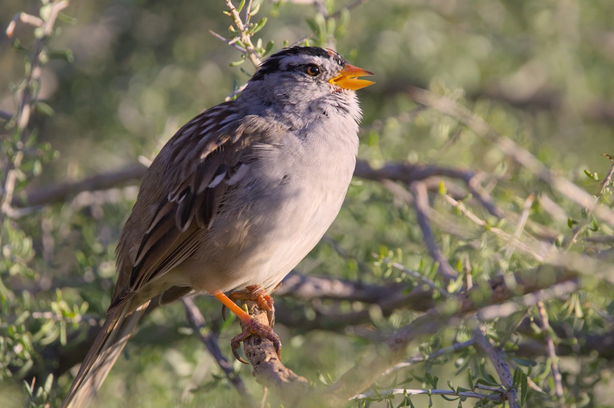 White-crowned Sparrow - Melissa Petullo