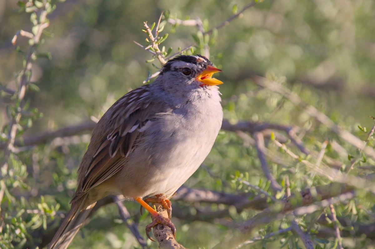 White-crowned Sparrow - ML620990837