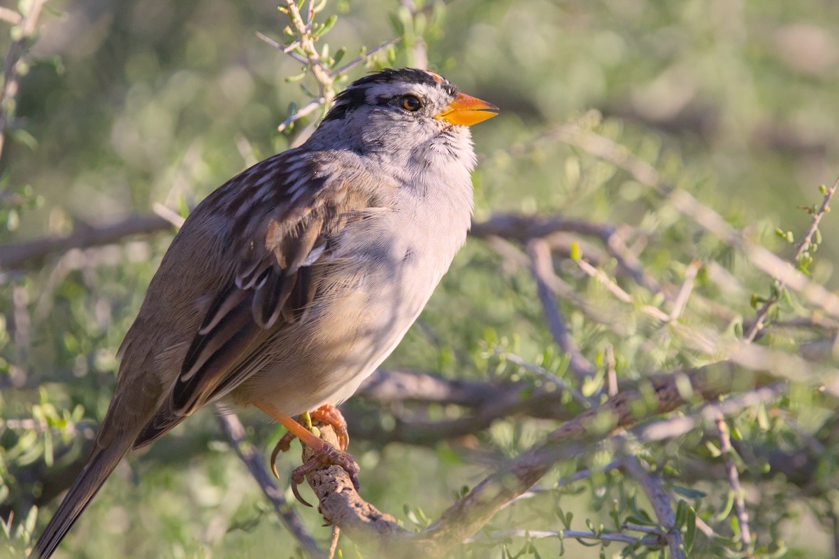 White-crowned Sparrow - ML620990838