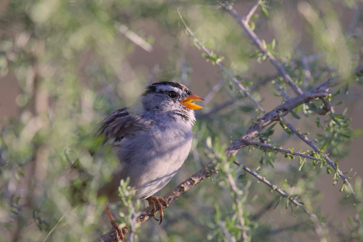White-crowned Sparrow - ML620990839