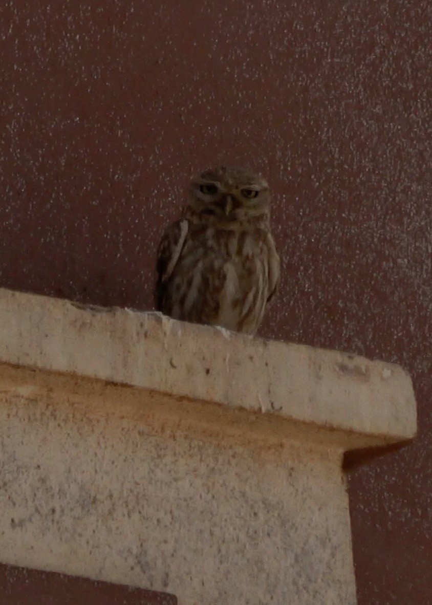 Little Owl - ML620990844