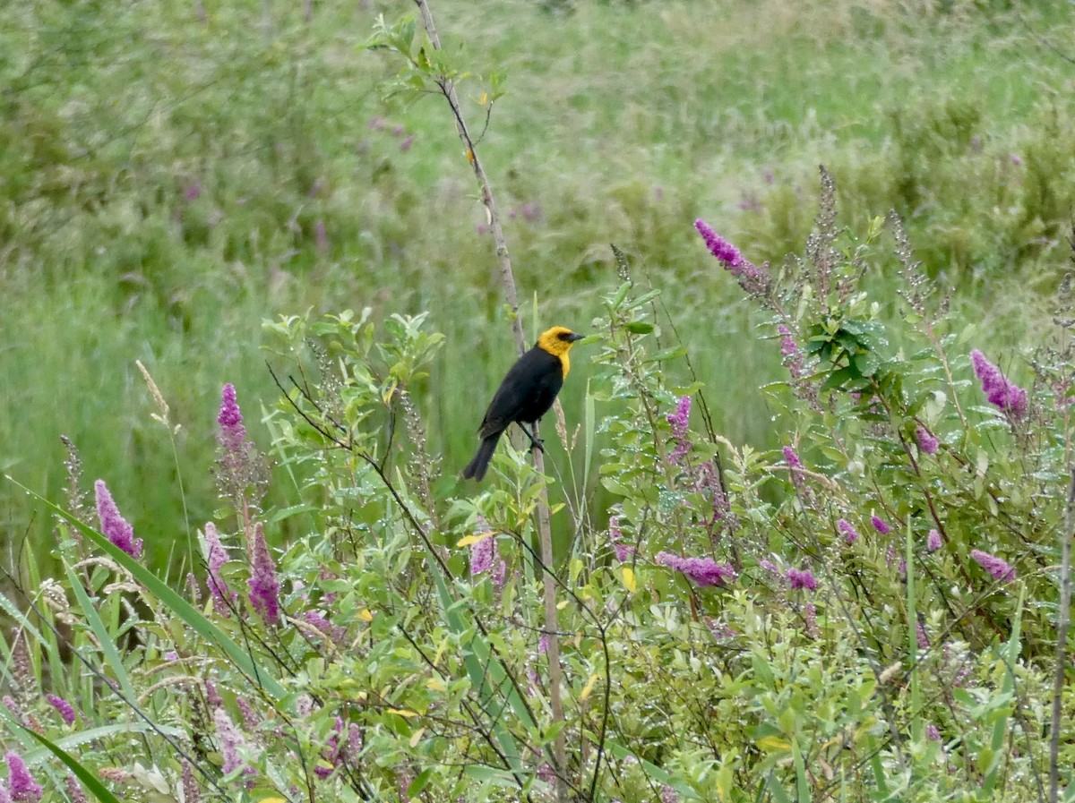 Yellow-headed Blackbird - ML620990845