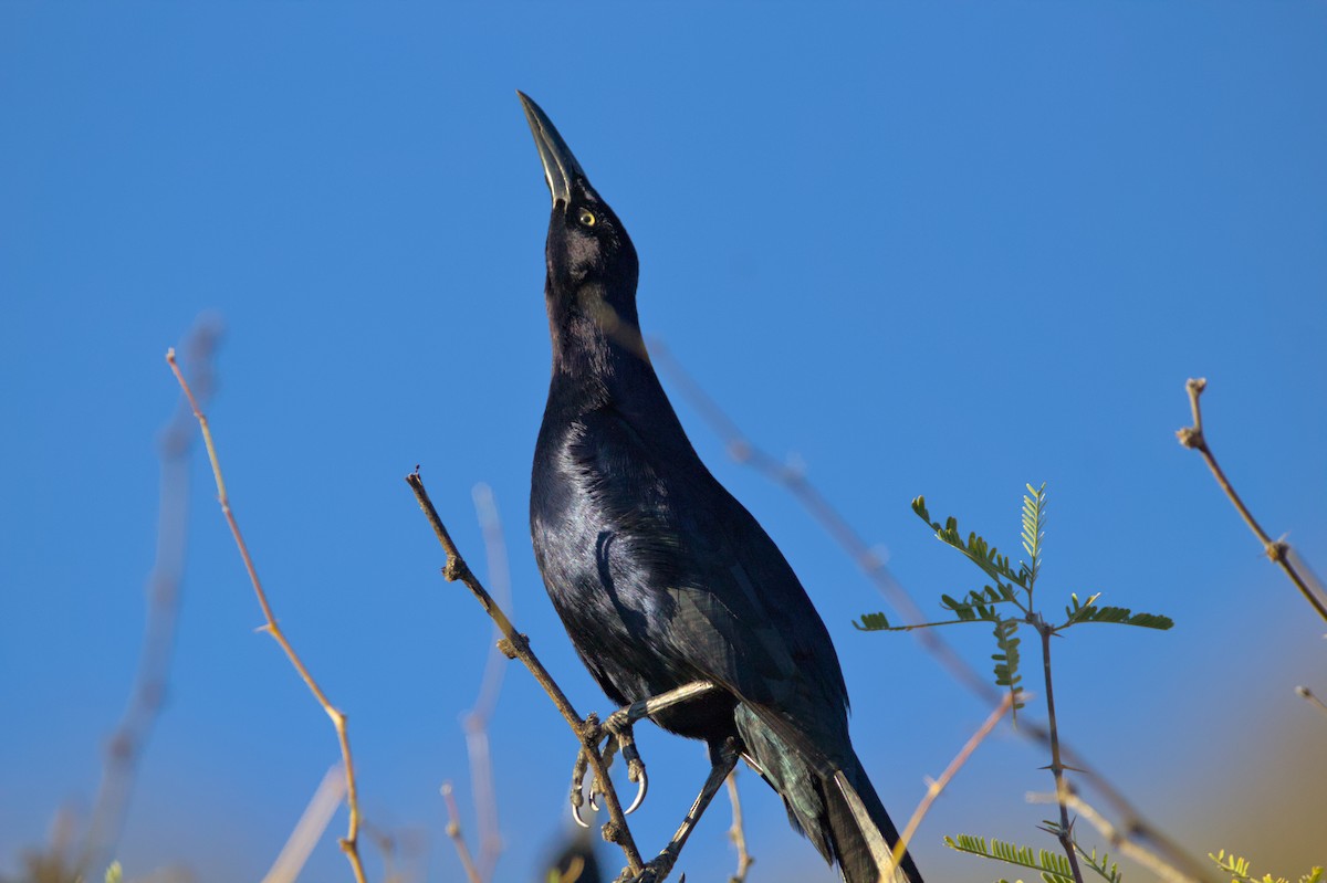 Great-tailed Grackle - ML620990889