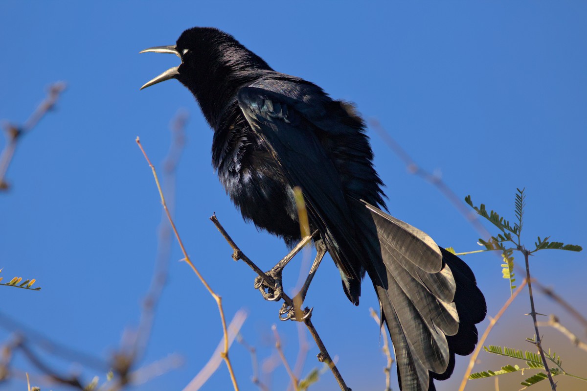 Great-tailed Grackle - ML620990890