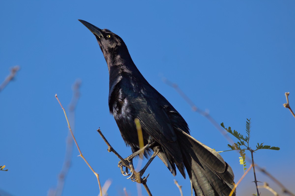 Great-tailed Grackle - ML620990891