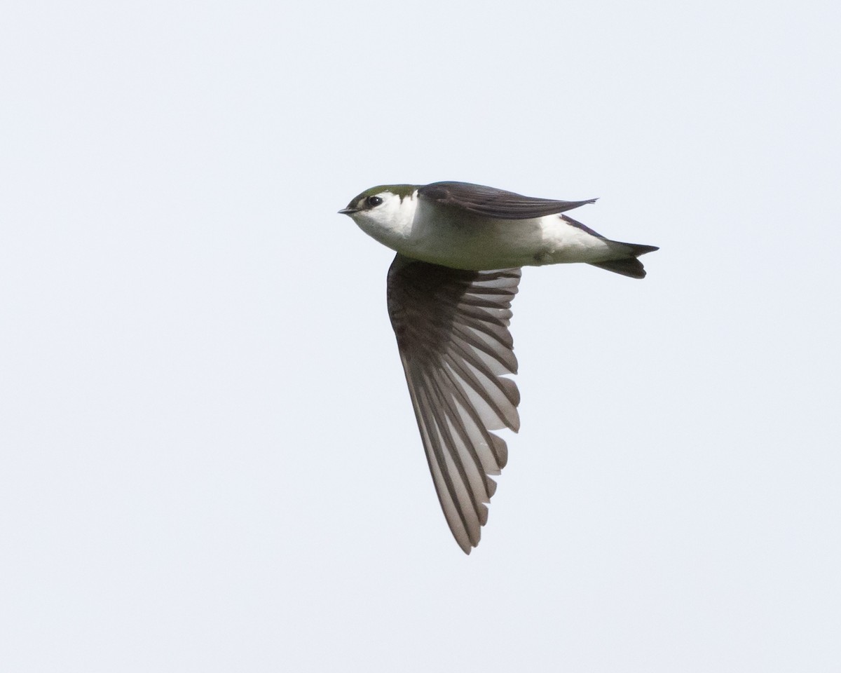 Violet-green Swallow - ML620990899